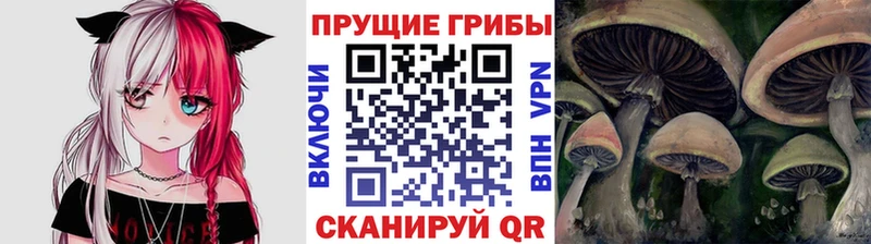 Галлюциногенные грибы Psilocybine cubensis  Минеральные Воды 
